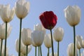 a single red tulip sitting between several white ones in front of a blue sky Royalty Free Stock Photo