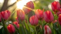 Vibrant Red Tulips Basking in Golden Sunset Light Royalty Free Stock Photo