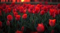 Vibrant Red Tulips Field at Sunset Royalty Free Stock Photo