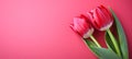 Vibrant red tulips on the right side with copy space against a beautiful pink isolated background