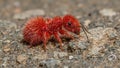 Vibrant red velvet ant crawling on rough rock Royalty Free Stock Photo