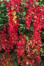 Vibrant red Virginia creeper in the autumn sun. Parthenocissus quinquefolia Royalty Free Stock Photo