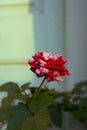 Vibrant red and white rose blooming in a garden with a blurry background Royalty Free Stock Photo