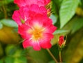 Vibrant red wild rose flower close up in the garden Royalty Free Stock Photo