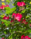 A vibrant red wild roses closeup in the garden with lens blur.