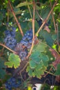 Vibrant Red Wine Grapes Royalty Free Stock Photo