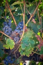 Vibrant Red Wine Grapes Royalty Free Stock Photo
