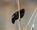 Vibrant red-winged blackbird perched atop reeds on a sun-dappled riverbank