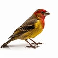 Bold And Colorful Reddish Finch Artwork On White Background