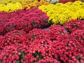 Vibrant red and yellow chrysanthemums Royalty Free Stock Photo