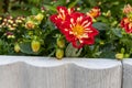 Vibrant red and yellow dahlia flowers - lush green leaves - concrete garden bed edge - blooming buds Royalty Free Stock Photo