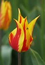 A vibrant red and yellow Fire Wing tulip flower blooming in the Spring Royalty Free Stock Photo