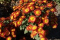 Vibrant red and yellow flowers of Chrysanthemum Royalty Free Stock Photo