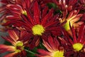 Vibrant red and yellow flowers Royalty Free Stock Photo
