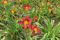 Vibrant red and yellow flowers of daylilies Royalty Free Stock Photo