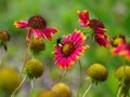 Red and yellow flowers in full bloom, with a small bug resting in the center of the bouquet Royalty Free Stock Photo