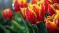 Vibrant Red and Yellow Flowers With Water Droplets Royalty Free Stock Photo