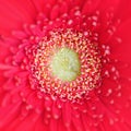 A vibrant red and yellow Gerber daisy flower detail close up Royalty Free Stock Photo