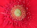 A vibrant red and yellow Gerber daisy flower detail close up Royalty Free Stock Photo