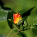 Vibrant Red and Yellow Rose Bud with Intricate Orange Detail - Close-Up Photo Royalty Free Stock Photo