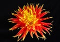 Vibrant red and yellow summer sizzle Dahlia flower isolated on black background