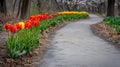 Vibrant Red and Yellow Tulips Line a Curving Park Path in Spring Royalty Free Stock Photo