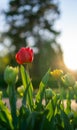 some red and yellow tulips in a field of green Royalty Free Stock Photo