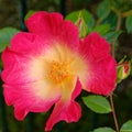 Vibrant red yellow wild rose closeup in the garden Royalty Free Stock Photo