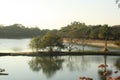 Vibrant reflection of a lush tree is mirrored in the still waters of a lake in Bengaluru, India. Royalty Free Stock Photo