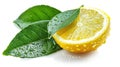 Fresh Citrus Lemon Leaf with Water Droplets Isolated on White Background Royalty Free Stock Photo