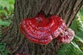 Vibrant Wild Reishi Mushroom Ganoderma Tsugae growing on a Hemlock Tree