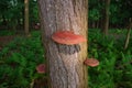 Vibrant Wild Reishi Mushroom Ganoderma Tsugae growing on a Hemlock Tree