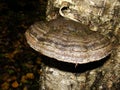 Vibrant Reishi Mushroom in the Forest. Very nice red belt conk mushroom - fomitopsis pinicola - with guttation drops on a tree