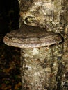 Vibrant Reishi Mushroom in the Forest. Very nice red belt conk mushroom - fomitopsis pinicola - with guttation drops on a tree