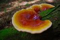 Vibrant Reishi Mushroom Ganoderma Tsugae Growing in a Hemlock forest