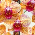 Vibrant Repeating Phalaenopsis Orchid Pattern with Yellow and Fuchsia Royalty Free Stock Photo