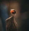 Robin perched on a tree stump Royalty Free Stock Photo
