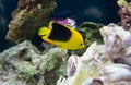 Vibrant rock beauty angel fish serachs for food in the rocks of your aquarium Royalty Free Stock Photo