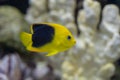 Vibrant rock beauty angel fish serachs for food in the rocks of your aquarium Royalty Free Stock Photo