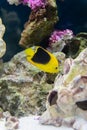 Vibrant rock beauty angel fish serachs for food in the rocks of your aquarium Royalty Free Stock Photo