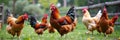 Vibrant roosters and hens on a lush green farm landscape Royalty Free Stock Photo