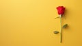 Vibrant rose bud stands out against a bold yellow backdrop, perfect for adding your message in this elegant web banner Royalty Free Stock Photo