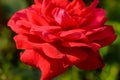 Vibrant Rose close up macro.Red Rose petals. Red Rose. Flower. Royalty Free Stock Photo