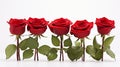 Vibrant Rose Group on Solid Backdrop - Visually Appealing Composition with Ample Text Space