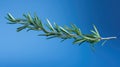 vibrant rosemary sprig isolated Royalty Free Stock Photo