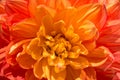 Vibrant round orange colored dahlia Royalty Free Stock Photo