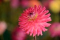 Vibrant round pink colored dahlia