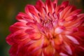 Vibrant round red colored dahlia Royalty Free Stock Photo