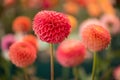 Vibrant round red colored dahlia Royalty Free Stock Photo