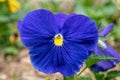 A vibrant royal blue pancy flower close up in the garden Royalty Free Stock Photo